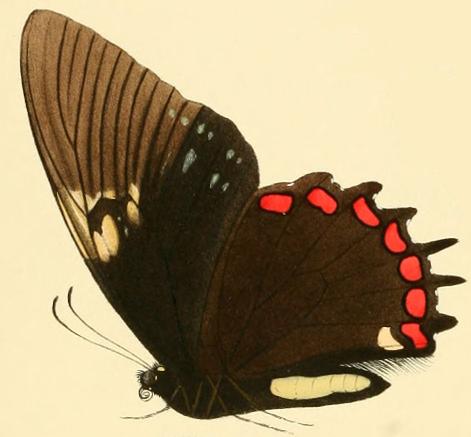 Papilio garamas